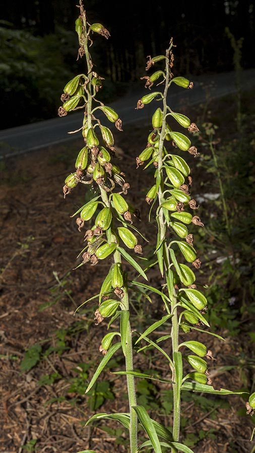 Chiave per orchidee sfiorite